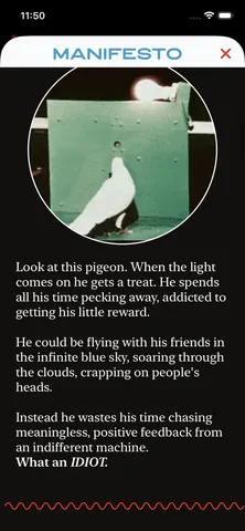 Manifesto: look at this pigeon, addicted to his little reward. What an idiot
